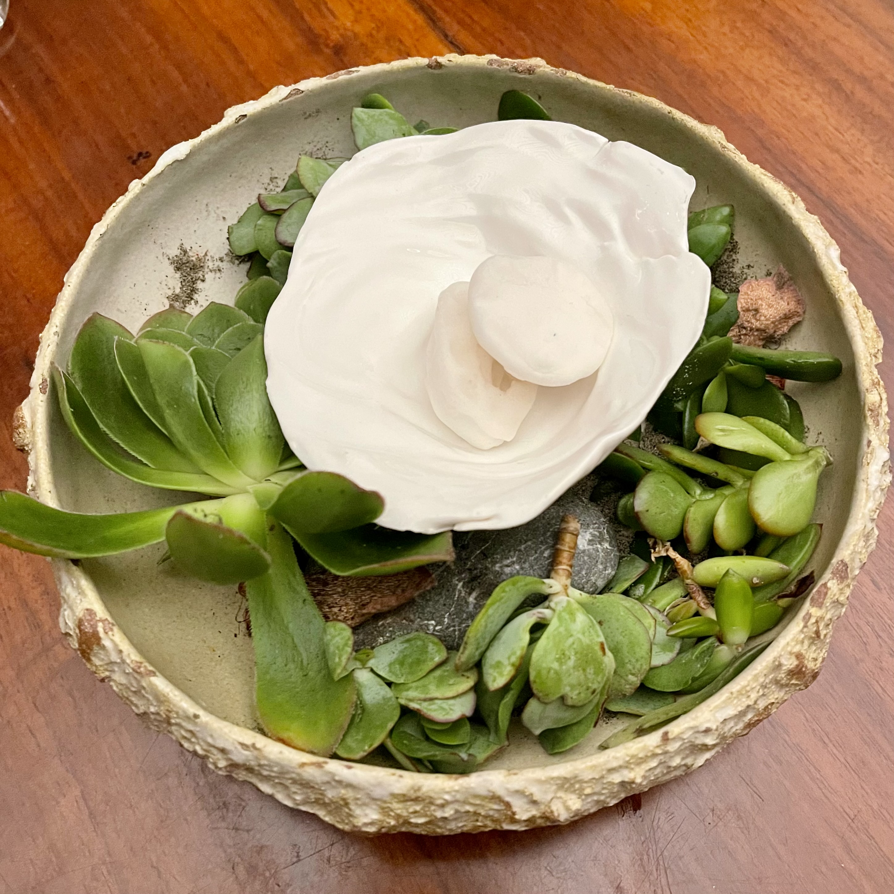 oyster